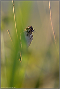 fütternd im Schilf... Rohrammer *Emberiza schoeniclus*