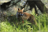 unterwegs im Unterholz... Rotfuchs *Vulpes vulpes*