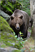 enger Lebensraum... Europäischer Braunbär *Ursus arctos*