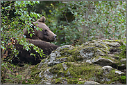 ruhend... Europäischer Braunbär * Ursus arctos*