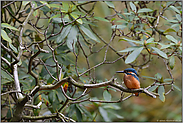 im Rhododendron... Eisvogel *Alcedo atthis*