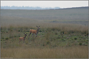 die Kuh und das Kalb... Rotwild *Cervus elaphus*