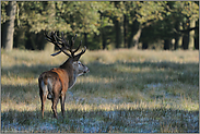 Licht und Schatten... Rothirsch *Cervus elaphus*