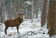 im Schnee... Rothirsch *Cervus elaphus*