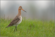 langbeinig... Uferschnepfe *Limosa limosa*