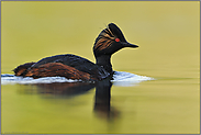 rabenschwarz... Schwarzhalstaucher *Podiceps nigricollis*