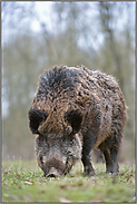 alte Sau... Wildschwein *Sus scrofa*