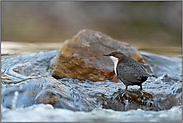 geschickt... Wasseramsel *Cinclus cinclus*