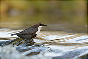 alles im Fluss... Wasseramsel *Cinclus cinclus *