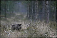 in der Schneise... Wildschwein *Sus scrofa*