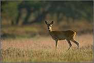 schwieriges Licht... Rehbock *Capreolus capreolus*