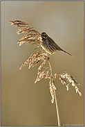 hoch oben... Rohrammer *Emberiza schoeniclus*