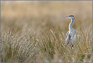 weiches Licht... Graureiher *Ardea cinerea*