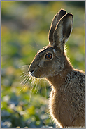 Barthaare... Feldhase *Lepus europaeus*