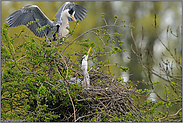 Begrüßung am Nest... Graureiher *Ardea cinerea*