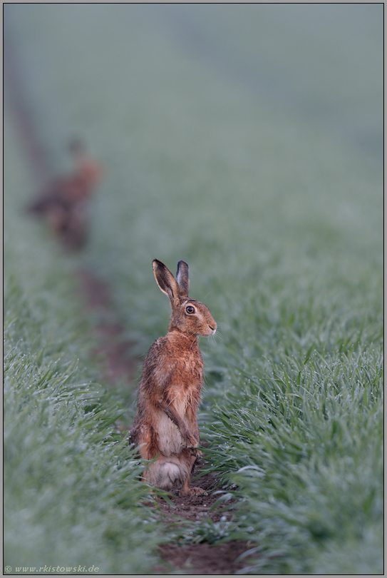 Ausschau... Feldhase *Lepus europaeus*