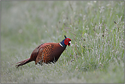 Pusteblume... Jagdfasan *Phasianus colchicus*