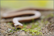 züngelnd... Blindschleiche *Anguis fragilis*