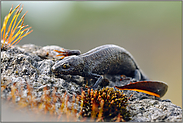 gefährdet... Nördlicher Kammmolch *Triturus cristatus*