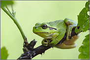 im Sommerlebensraum... Europäischer Laubfrosch *Hyla arborea*