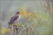 früh am Morgen... Sumpfrohrsänger *Acrocephalus palustris*