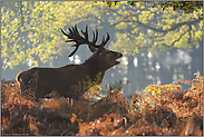 heißer Atem... Rothirsch *Cervus elaphus*