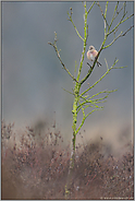 im Kleiderwechsel... Bluthaenfling *Carduelis cannabina*