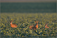 im ersten Licht... Feldhasen *Lepus europaeus*