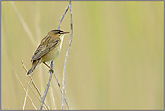 Beobachtung am Wegesrand... Schilfrohrsänger *Acrocephalus_schoenobaenus*