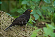 junge Schwarzdrossel... Amsel *Turdus merula*