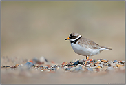 bescheiden... Sandregenpfeifer *Charadrius hiaticula*