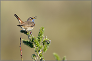 Gesang... Blaukehlchen *Luscinia svecica*