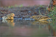 Geschwister... Baumpieper *Anthus trivialis*