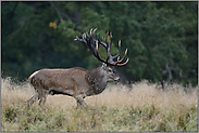 10 kg und mehr... Rothirsch *Cervus elaphus *