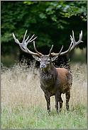 ausladendes Geweih... Rothirsch *Cervus elaphus*