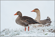 Gänsehybriden... Graugans *Anser anser*