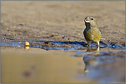 die erste Beobachtung... Kiefernkreuzschnabel *Loxia pytyopsittacus*