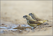 Mädels unter sich... Kiefernkreuzschnabel *Loxia pytyopsittacus*