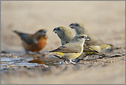 unter sich... Kiefernkreuzschnäbel *Loxia pytyopsittacus*