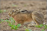 junges Gemüse... Feldhase *Lepus europaeus*