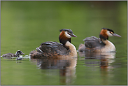 die ganze Familie... Haubentaucher *Podiceps cristatus*