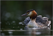 Mutterschiff... Haubentaucher *Podiceps cristatus*