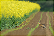 der Raps blüht... Feldhase *Lepus europaeus*