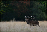 leuchtende Kerzen...  Rothirsch *Cervus elaphus*