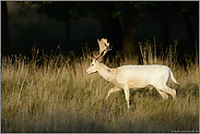 weiße Variante... Damhirsch *Dama dama*