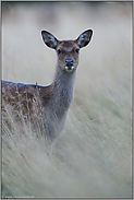 Portrait... Sikahirsch *Cervus nippon*