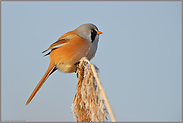 blauer Himmel... Bartmeise *Panurus biarmicus*