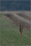 vor Tagesanbruch... Rehbock *Capreolus capreolus*