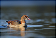 im letzten Sonnenlicht... Nilgans *Alopochen aegyptiacus*