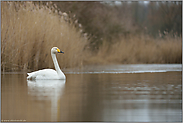 letztes Eis... Singschwan *Cygnus cygnus*